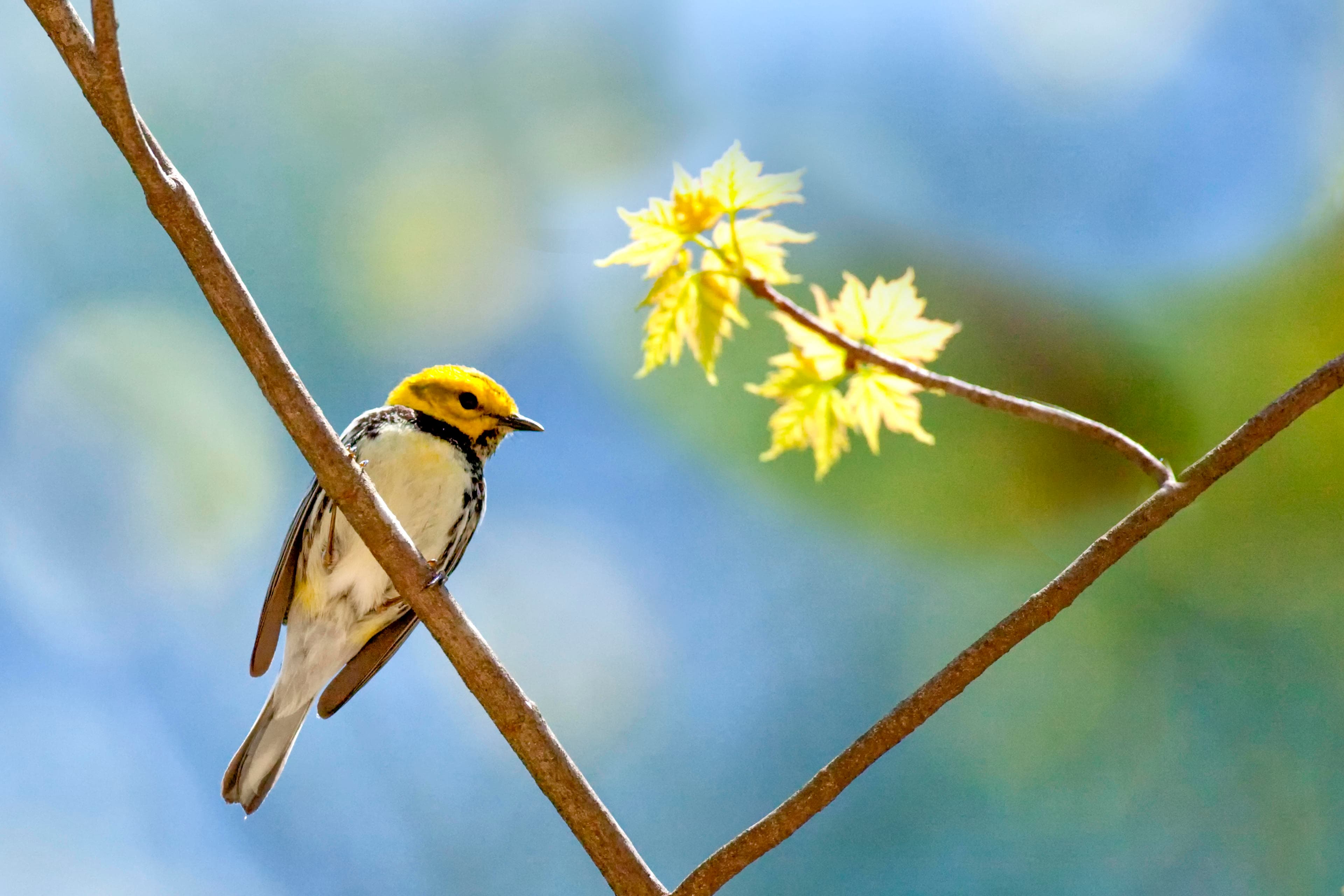 8 Places to Bird Watch in Asheville, NC