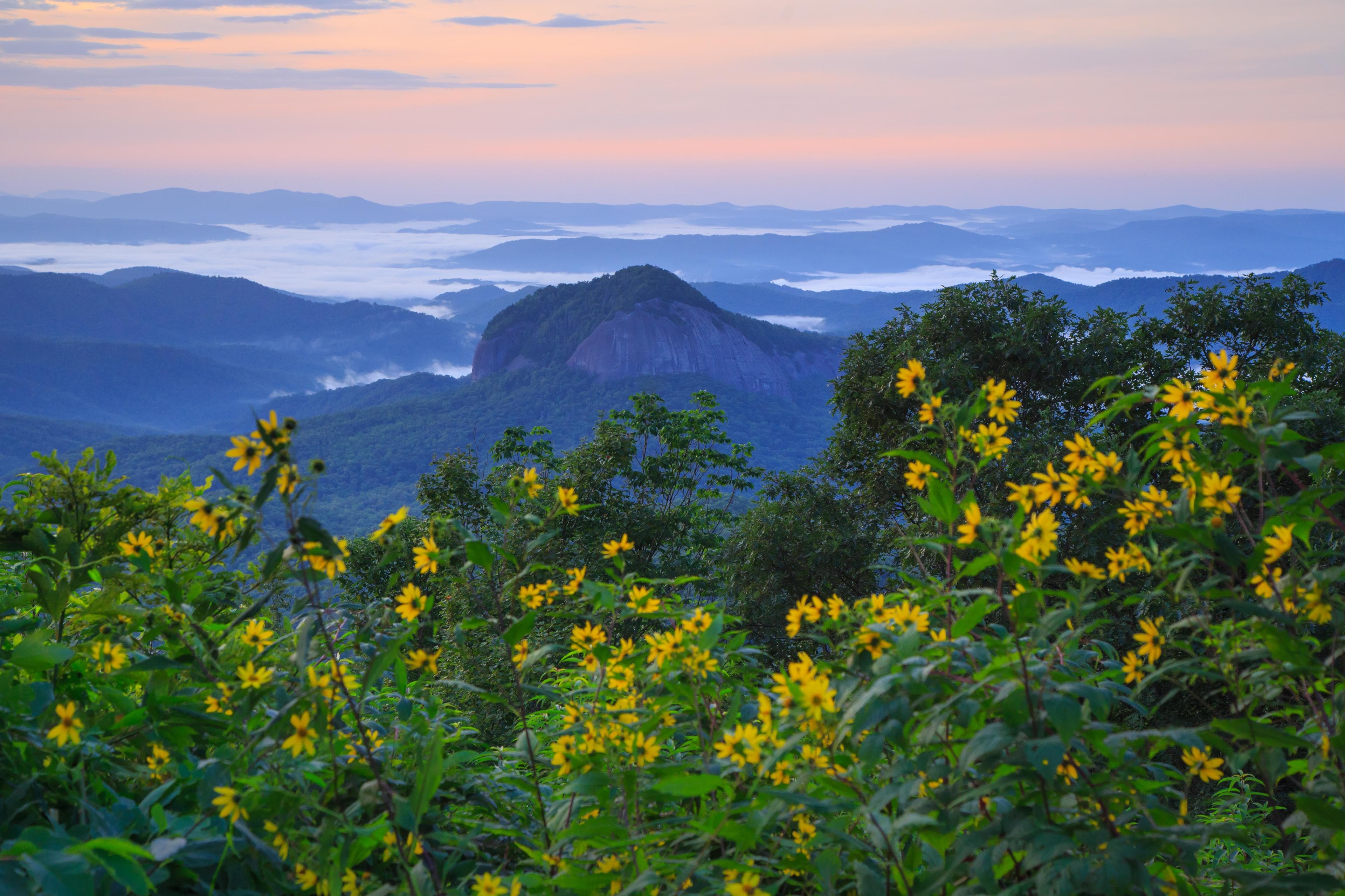 A far-off view of blue mountains from behind green bushes in Pisgah National Forest