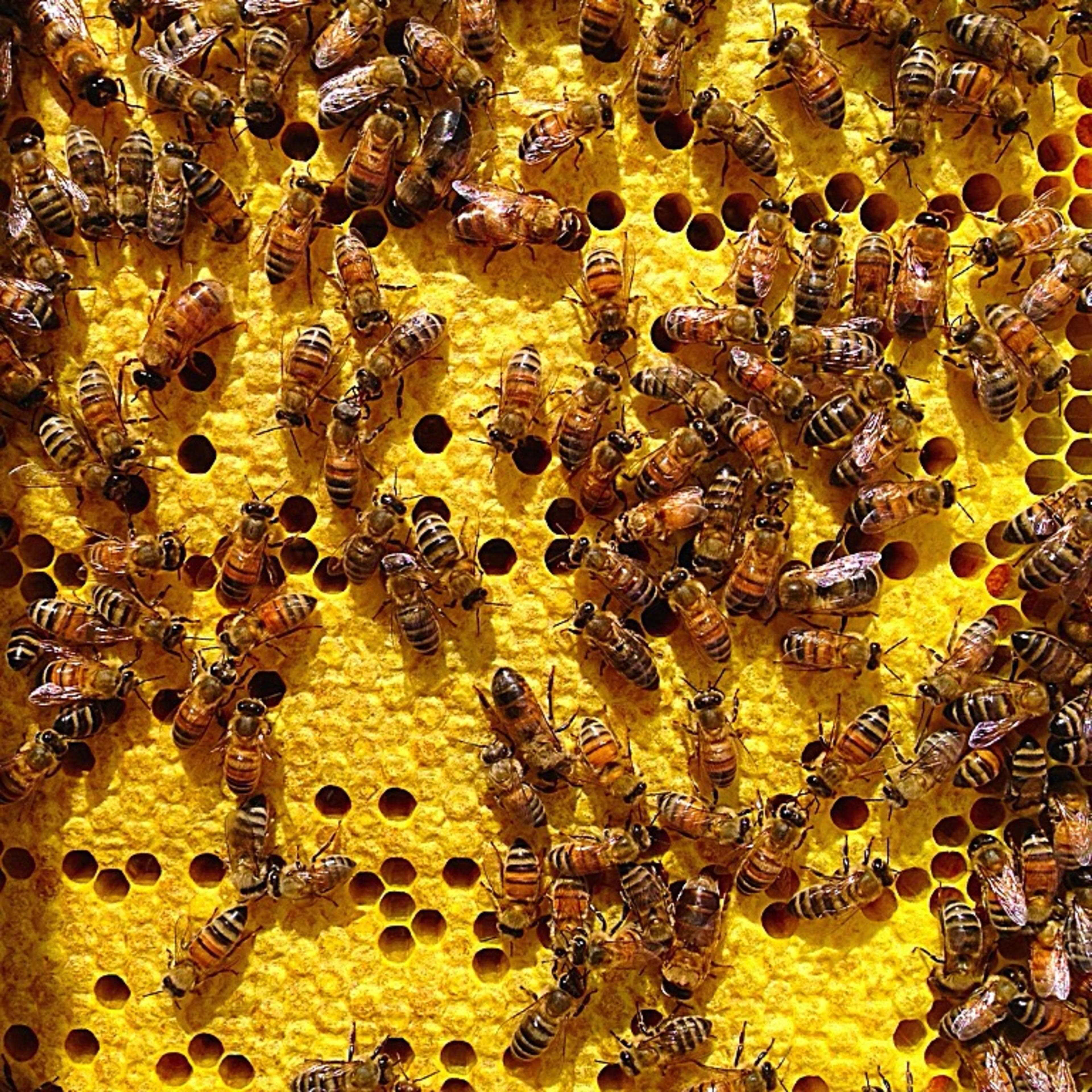 Bees crawl around a honeycomb