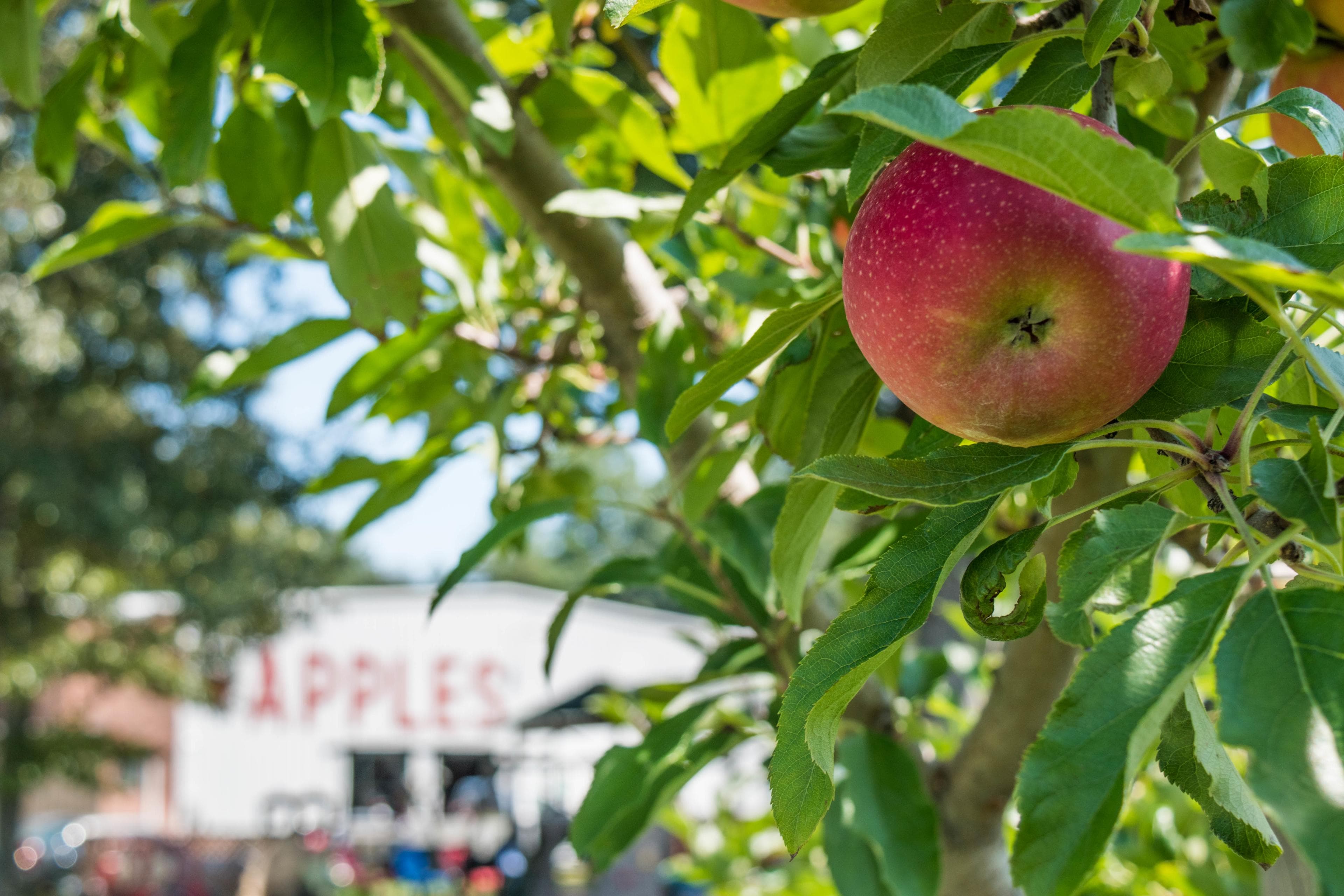 Apple Picking Near Asheville NC