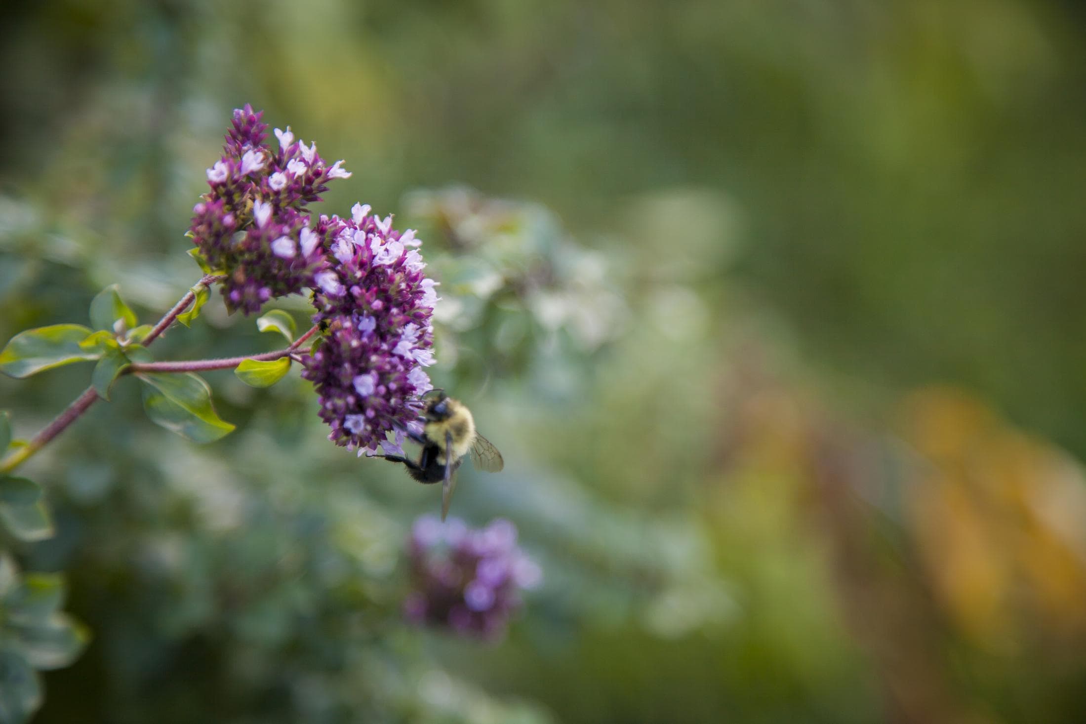 Bee in Fairview