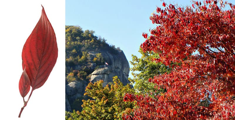 Dogwood Tree