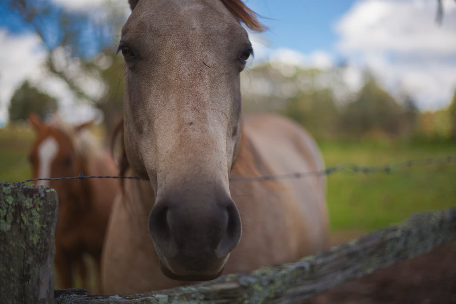 Horse at Taylor Ranch