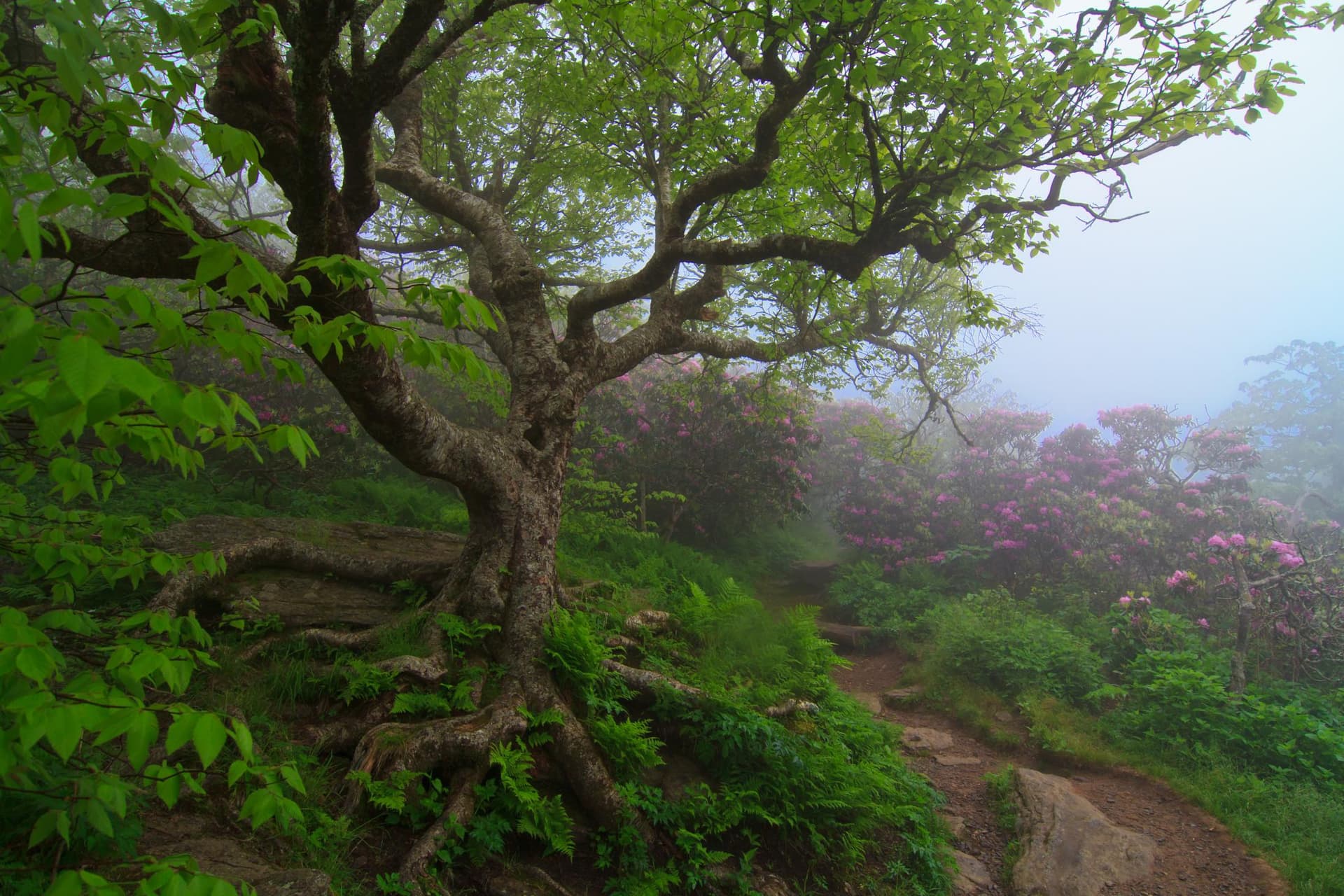 Fog at Craggy Pinnacle Hike by Jared Kay