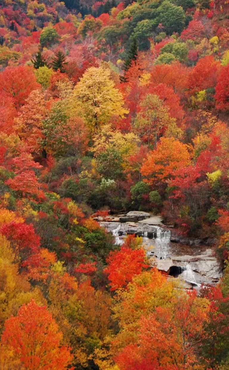 A creek cascades over rocks amid a sea of trees with fall's oranges and reds in Asheville