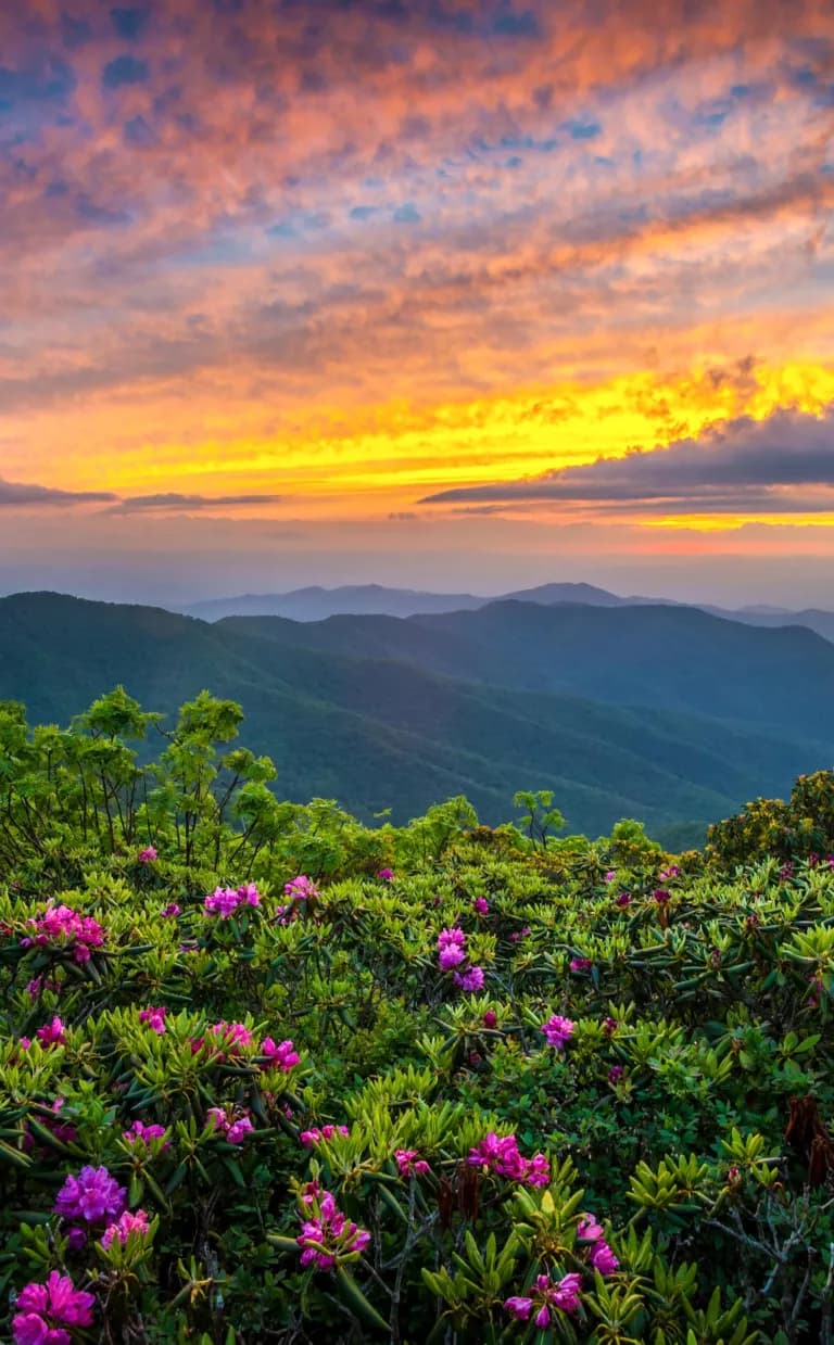 The sun rises over blue peaks and a vast green forest