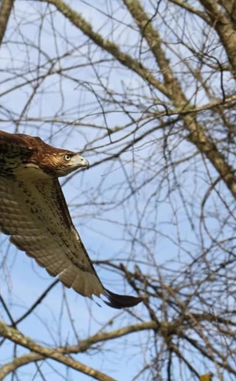 A hawk in flight in Asheville