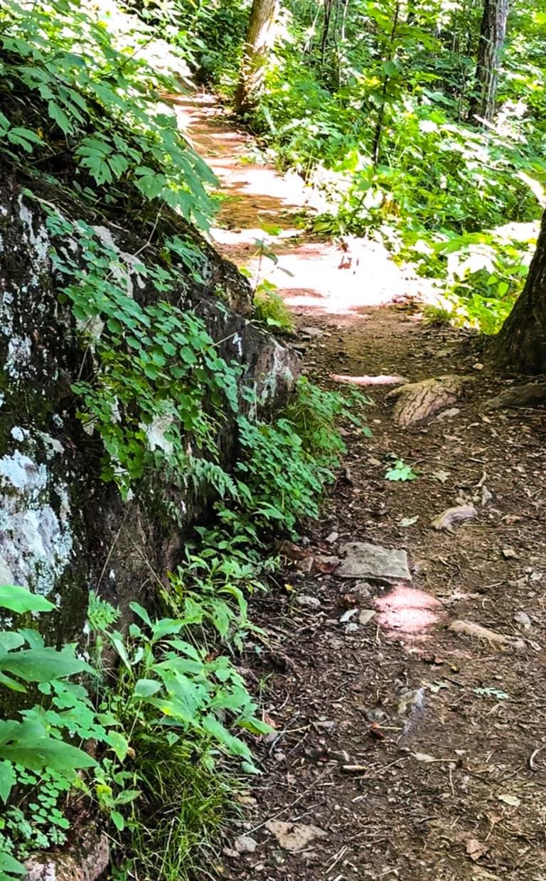 A shaded patch of the Mountains to Sea Trail in Asheville