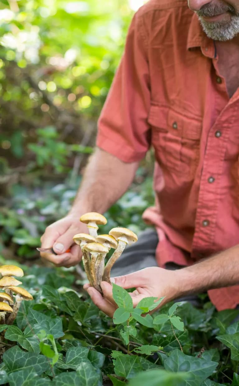 Wild Food Foraging Adventures in Asheville